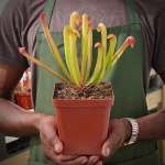 Trumpet Pitcher Sarracenia 'maka' - Dormant Plant. 7.5CM Plastic Container.
