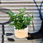 Japanese Holly Fern - In 16CM Daxi Cream Planter