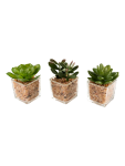 Small Artificial Succulents - None Glass Green