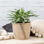 Chinese Evergreen - Silver Queen - Large - In Shishi Basket