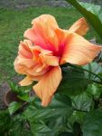 Hibiscus Dj O’brien 20LT