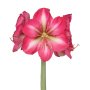Amaryllis Symphony Single – Hypnotic Bulb