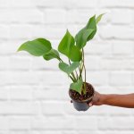 Homalomena Emerald Gem - 14CM Nursery Pot