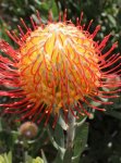 Sarah Leucospermum Pincushion 15CM Pot