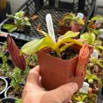 Tropical Pitcher Nepenthes 'glandulifera X Hamata'