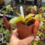 Tropical Pitcher Nepenthes 'glandulifera X Hamata'