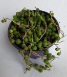 Senecio Rowleyanus ‘string Of Pearls’ 12CM Pot