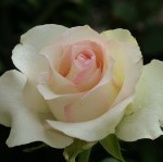 Eunice School Hybrid Tea Rose 5LT