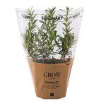 Rosemary Potted Herb
