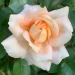 Rosendal Kordalrosen Panarosa Rose 5LT