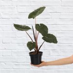 Elephant Ear - Yucatan Princess - In 14CM Nursery Pot