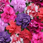Petunia Duo Mix Seed - 500 Pelleted Seed
