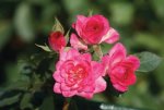 String Of Rubies Miniture Rose