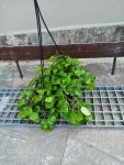Plectranthus Money Plant 16CM Hanging Basket