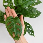 Swiss Cheese Plant - 15CM Nursery Pot