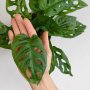 Swiss Cheese Plant - 15CM Nursery Pot