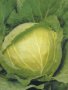 Cabbage Drumhead Seed - 100 G Raw Seed