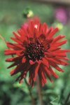 Dahlia Cactus – “sure Thing” Bulbs