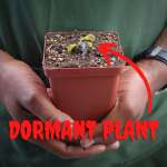 Venus Fly Trap 'werewolf' - Dormant Plant. 7.5CM Plastic Container.