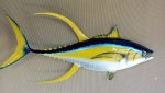 Yellowfin Tuna Large 142CM Yft Slight Blemishes