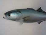 Shad Bluefish 88CM Bf
