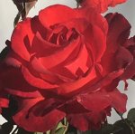 Curro Hybrid Tea Rose 5LT