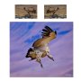 Cape Vulture By Annette Heymans Duvet Cover Set King