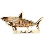 Yousoontic Shark Tooth Display Case Shark Teeth Shadow Box Collection Wood Shark Teeth Holder Gifts For Vacation Beach Home Deco