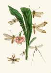 The Cabinet Of Oriental Entomology Pl Xxxv 1848 Art Print - A2