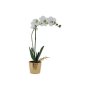 White Orchid In Gold Pot