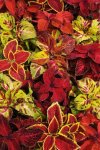 Coleus Wizard Mix Seed - 1000 Raw Seed