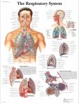 Respiratory System Chart VR1322