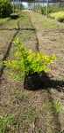 Duranta Sheenas Gold 4LT