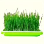 Micro-green Seed Tray For Cats MST1 Small