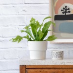 GREE N Flame Fern - In Flo Coconut Planter