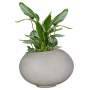 Premium Arizona Plant Pot - Small 720MM L X 530MM W X 510MM H / Velvet