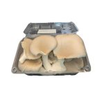 250G Grey Oyster Mushrooms