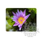 Blue Lotus ABSOLUTE OIL - 50 Ml