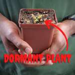 Venus Fly Trap 'B52' - 2 Year Old Plant. 7.5CM Plastic Container.