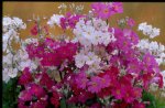Primula Malacoides Mix Seed - 100 Raw Seed