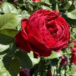 Dainfern Passion Ludarcholn P Rose 5LT