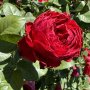 Dainfern Passion Ludarcholn P Rose 5LT