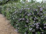 Westringia Fruticosa 10LT Ball