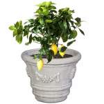 Constantia Plant Pot - Medium 480MM X 620MM Granite Sealed