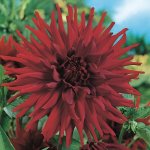 Dahlia Cactus – “alva’s Doris” Bulbs