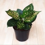 Chinese Evergreen - Lady Valentine - 14CM Nursery Pot
