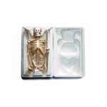 Model Skeleton Xc 103 45CM
