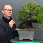 Pine Bonsai Class 24TH June Cape Town.