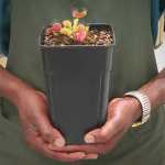 Venus Fly Trap 'G16' - 3 Years Or Older. 12CM Plastic Container.