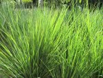 Miscanthus Capensis 2LT